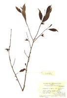 藏品(柿)的圖片